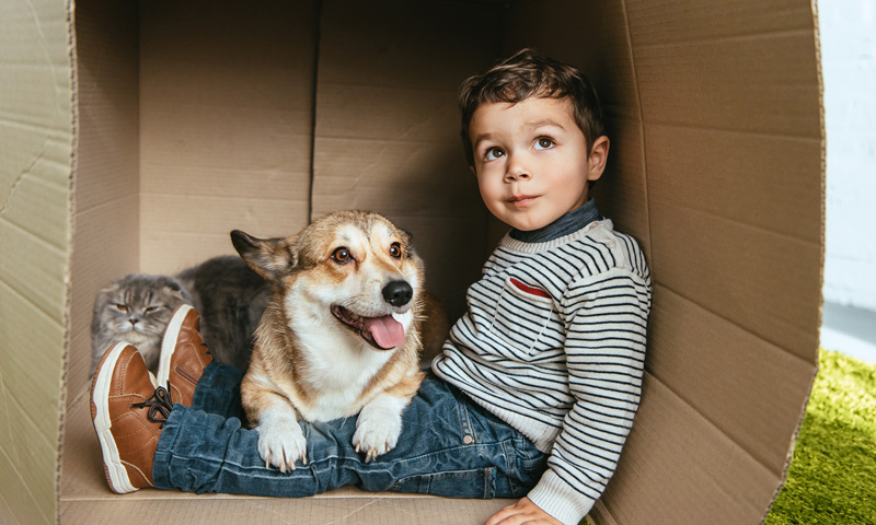 Kid, a trusted companion (dog) and cat hanging out in a cardboard box outside
